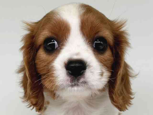 大阪府のキャバリアキングチャールズスパニエル (ひごペットフレンドリー瓜破店/2025年12月16日生まれ/女の子/ブレンハイム)の子犬の1枚目の画像