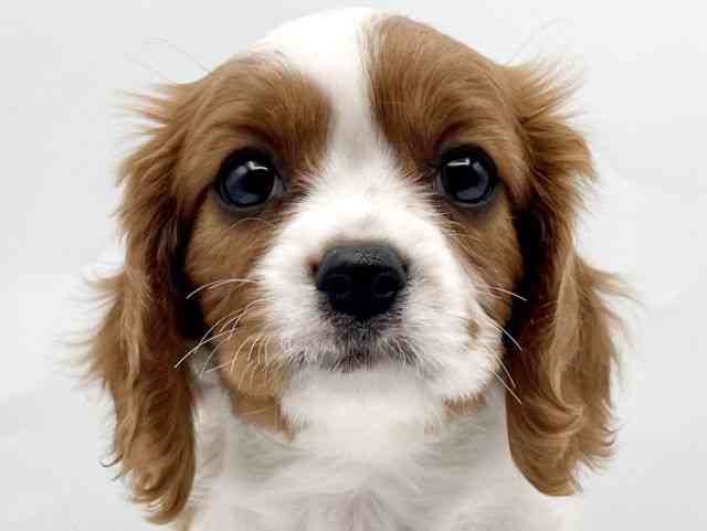 奈良県のキャバリアキングチャールズスパニエル (ひごペットフレンドリートナリエ大和高田店/2025年12月16日生まれ/女の子/ブレンハイム)の子犬の1枚目の画像