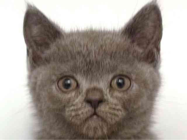 大阪府のブリティッシュショートヘアー (ひごペットフレンドリー岸和田店/2025年12月15日生まれ/男の子/ブルー)の子猫の1枚目の画像