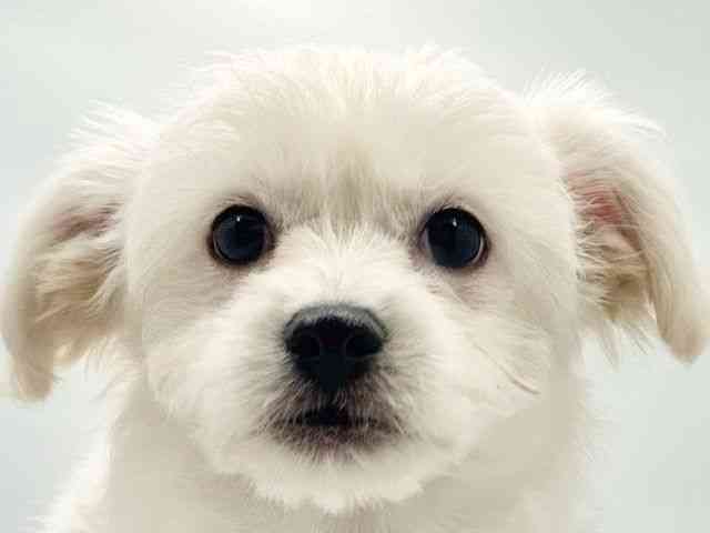 大阪府のハーフ犬・ミックス犬 (ひごペットフレンドリー東淀川店/2025年12月14日生まれ/男の子/ホワイト)の子犬の1枚目の画像