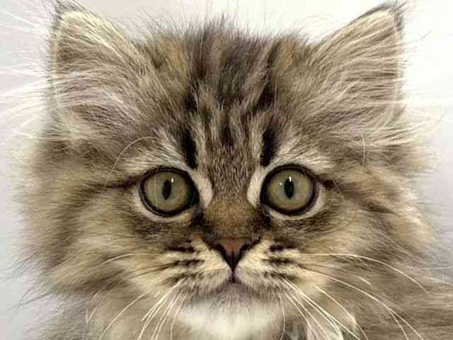 京都府のペルシャ (ひごペットフレンドリー京都店/2025年12月13日生まれ/女の子/チンチラゴールデン)の子猫の1枚目の画像