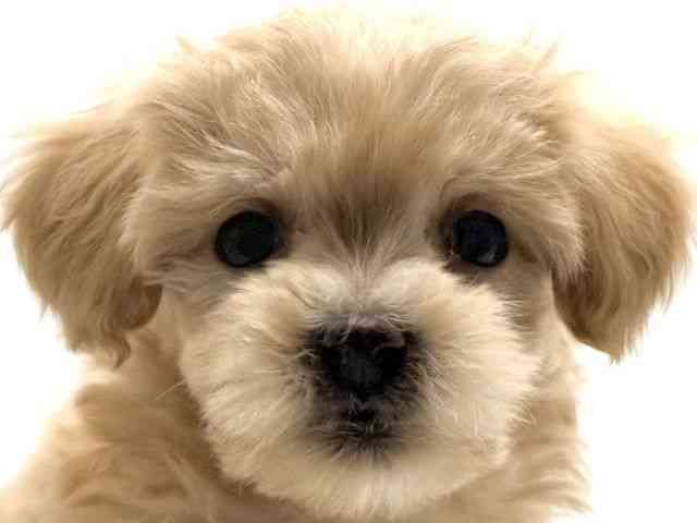 愛知県のマルプー(マルチーズ×プードル) (ひごペットフレンドリープライムツリー赤池店/2025年12月15日生まれ/女の子/アプリコット)の子犬