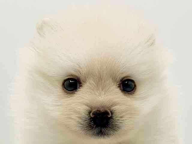 大阪府のポメラニアン (ひごペットフレンドリーみのおキューズモール店/2025年12月6日生まれ/男の子/ホワイト)の子犬の1枚目の画像