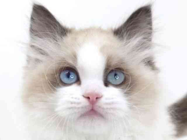 大阪府のラグドール (ひごペットフレンドリーいこらもーる泉佐野店/2025年12月16日生まれ/女の子/シールポイントバイカラー)の子猫の1枚目の画像