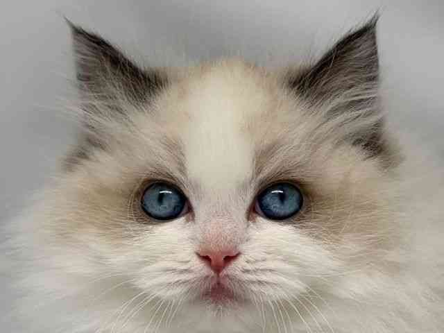 京都府のラグドール (ひごペットフレンドリー洛北阪急スクエア店/2025年12月16日生まれ/女の子/シールポイントバイカラー)の子猫