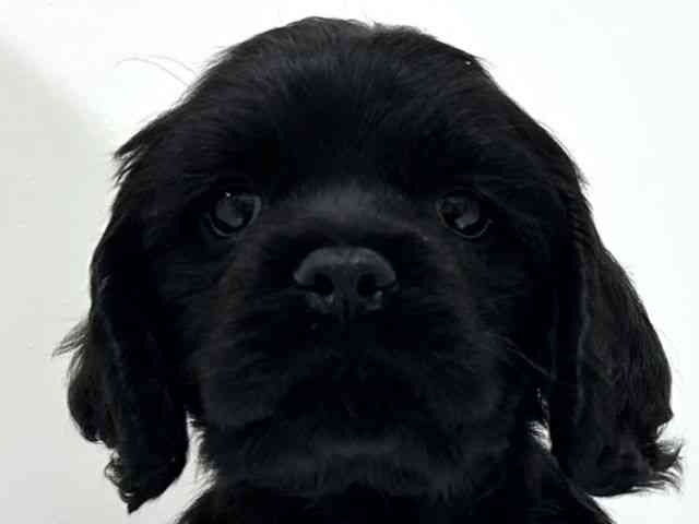 奈良県のアメリカンコッカースパニエル (ひごペットフレンドリーイオンモール橿原ウエスト・ビレッジ店/2025年12月17日生まれ/男の子/ブラック)の子犬