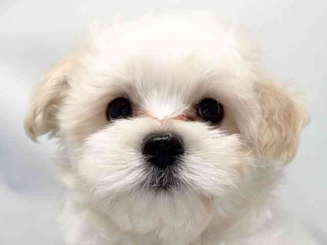 京都府のハーフ犬・ミックス犬 (ひごペットフレンドリー洛北阪急スクエア店/2025年12月17日生まれ/男の子/クリームホワイト)の子犬の1枚目の画像