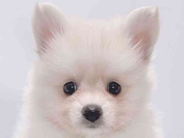 大阪府のポメチワ/チワポメ/ポメチー(ポメラニアン×チワワ) (ひごペットフレンドリーイズミヤショッピングセンター千里丘店/2025年12月17日生まれ/男の子/クリームホワイト)の子犬