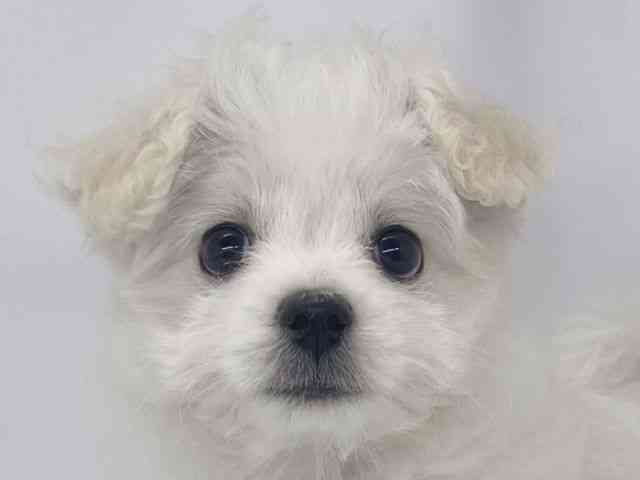 兵庫県のハーフ犬・ミックス犬 (ひごペットフレンドリーイオンタウン加古川店/2025年12月17日生まれ/女の子/クリームホワイト)の子犬の1枚目の画像