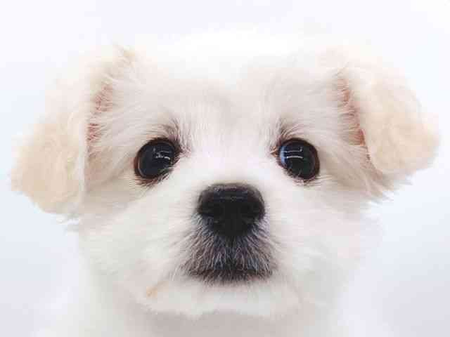 大阪府のハーフ犬・ミックス犬 (ひごペットフレンドリー泉ヶ丘店/2025年12月17日生まれ/女の子/クリームホワイト)の子犬