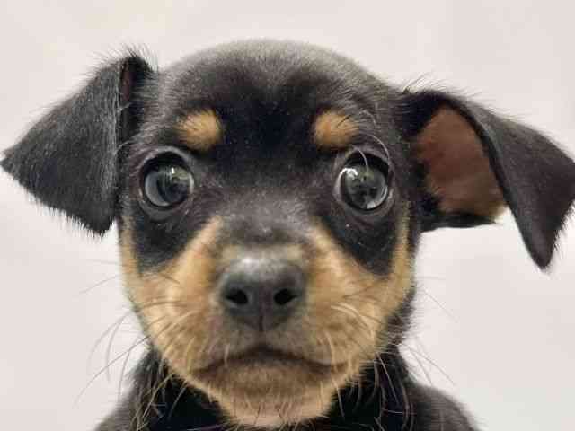 高知県のチワピン(チワワ×ミニチュアピンシャー) (ひごペットフレンドリーイオンモール高知店/2025年12月16日生まれ/男の子/ブラックタン)の子犬