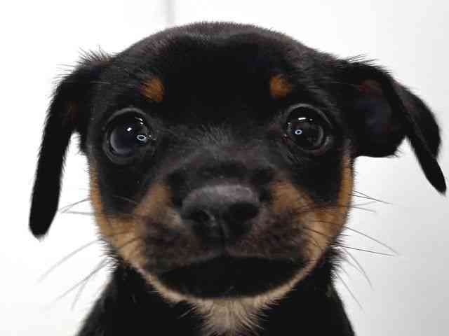 2025年12月16日生まれのチワピン(チワワ×ミニチュアピンシャー)