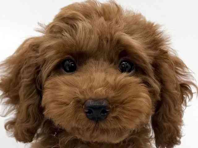 大阪府のトイプードル(トイ) (ひごペットフレンドリーイオンそよら海老江店/2025年12月17日生まれ/女の子/レッドフォーン)の子犬の1枚目の画像