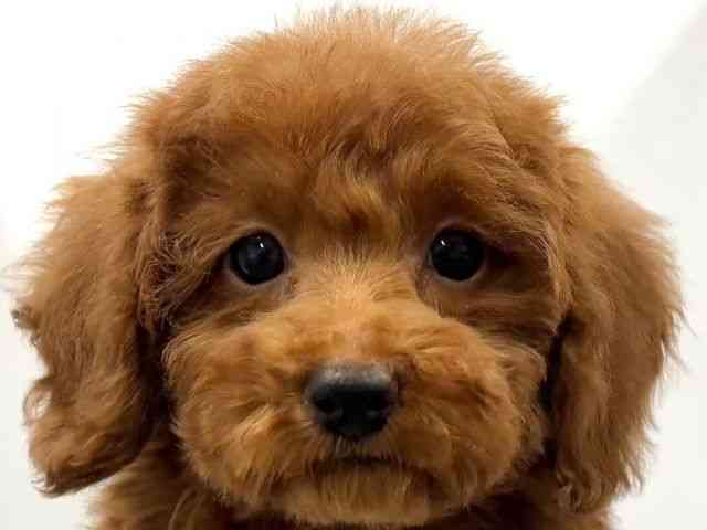 京都府のトイプードル(トイ) (ひごペットフレンドリー京都店/2025年12月17日生まれ/女の子/レッドフォーン)の子犬の1枚目の画像