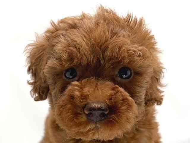 京都府のトイプードル(トイ) (ひごペットフレンドリー洛北阪急スクエア店/2025年12月17日生まれ/女の子/レッドフォーン)の子犬