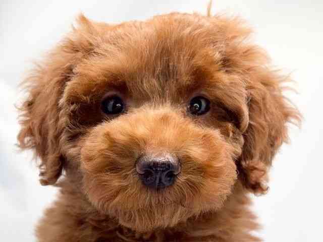 京都府のトイプードル(トイ) (ひごペットフレンドリー洛北阪急スクエア店/2025年12月17日生まれ/女の子/レッドフォーン)の子犬の1枚目の画像