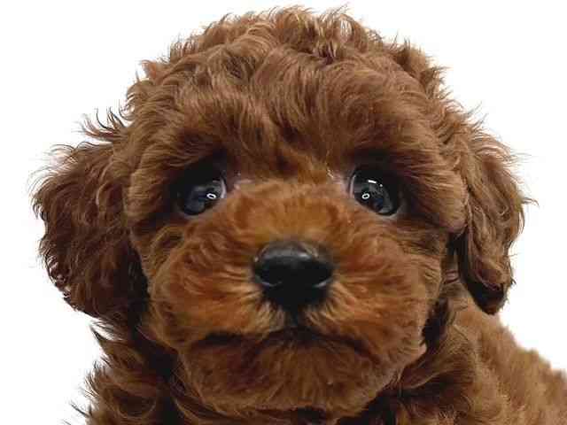 奈良県のトイプードル(トイ) (ひごペットフレンドリー奈良パワーシティ店/2025年12月17日生まれ/女の子/レッドフォーン)の子犬の1枚目の画像