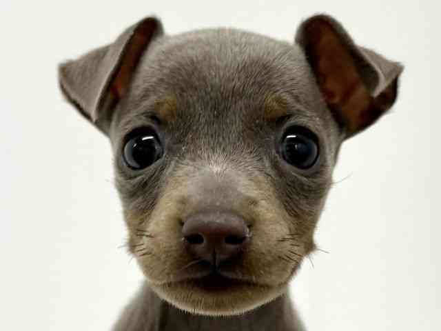 大阪府のミニチュアピンシャー (ひごペットフレンドリーくずはモール店/2025年12月15日生まれ/男の子/イザベラタン)の子犬