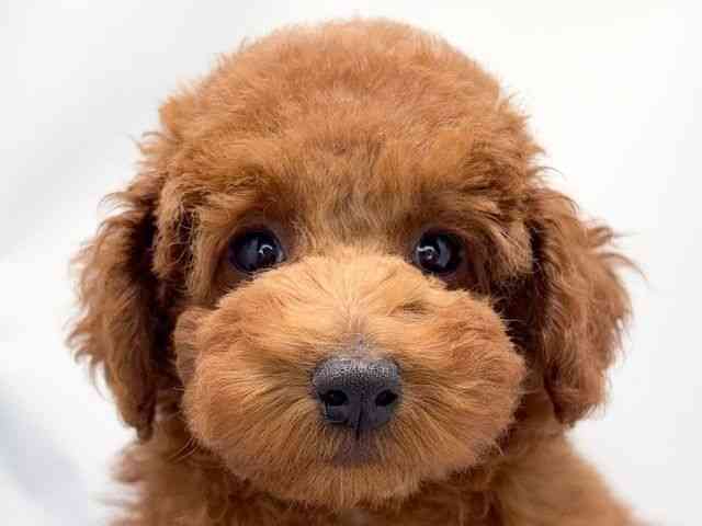 京都府のトイプードル(トイ) (ひごペットフレンドリー洛北阪急スクエア店/2025年12月17日生まれ/男の子/レッドフォーン)の子犬の1枚目の画像