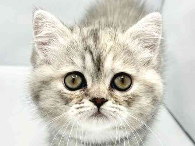 大阪府のミヌエット (ひごペットフレンドリーイトーヨーカドー津久野店/2025年12月14日生まれ/女の子/ブルーパッチドタビー)の子猫の1枚目の画像