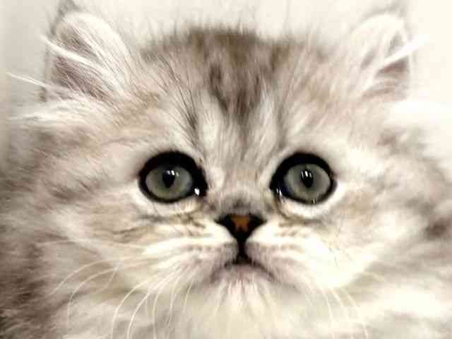 大阪府のミヌエット (ひごペットフレンドリーイオン高槻店/2025年12月14日生まれ/男の子/ブルータビー)の子猫の1枚目の画像