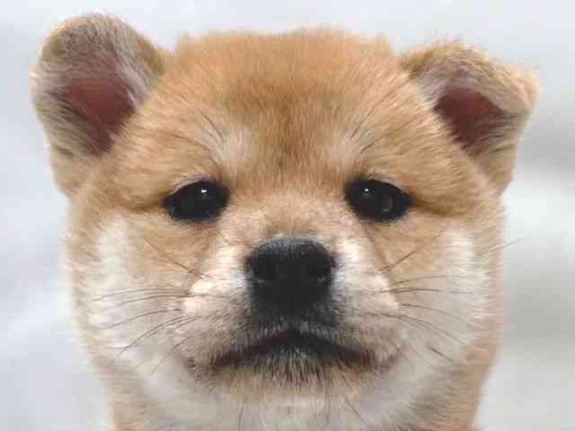 大阪府の柴犬(標準サイズ) (ひごペットフレンドリー堺プラットプラット店/2025年12月16日生まれ/女の子/赤)の子犬の1枚目の画像