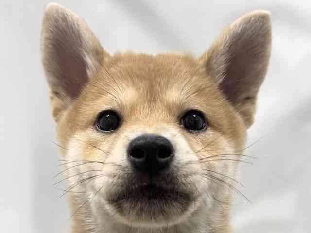 大阪府の柴犬(標準サイズ) (ひごペットフレンドリー堺プラットプラット店/2025年12月16日生まれ/女の子/赤)の子犬の1枚目の画像