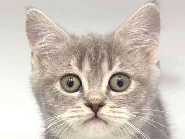 大阪府のマンチカン (ひごペットフレンドリー岸和田店/2025年12月8日生まれ/女の子/ブルータビーホワイト)の子猫の1枚目の画像