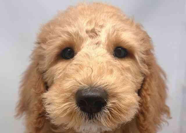 鳥取県のスタンダードプードル (ひごペットフレンドリーイオンモール鳥取北店/2025年12月13日生まれ/男の子/オレンジフォーン)の子犬