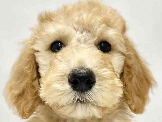 高知県のスタンダードプードル (ひごペットフレンドリーイオンモール高知店/2025年12月13日生まれ/男の子/オレンジフォーン)の子犬の1枚目の画像