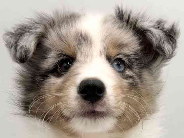 大阪府のシェットランドシープドッグ (ひごペットフレンドリーららぽーとEXPOCITY店/2025年12月18日生まれ/男の子/ブルーマール)の子犬の1枚目の画像