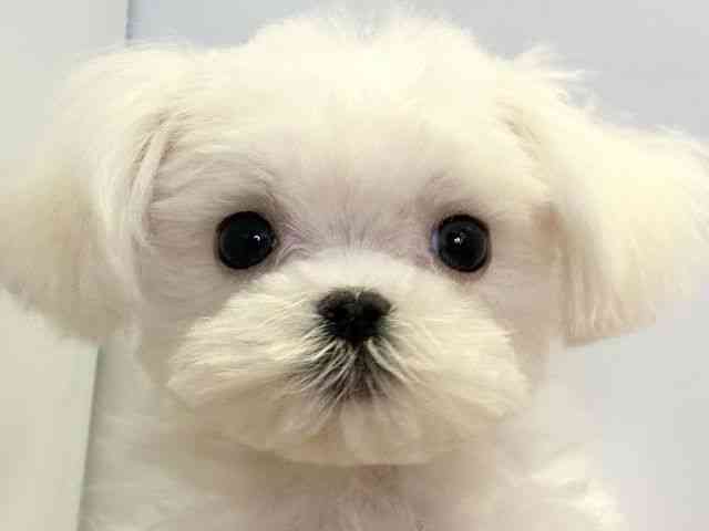 愛媛県のマルチーズ (ひごペットフレンドリーエミフルMASAKI店/2025年12月18日生まれ/男の子/ホワイト)の子犬の1枚目の画像