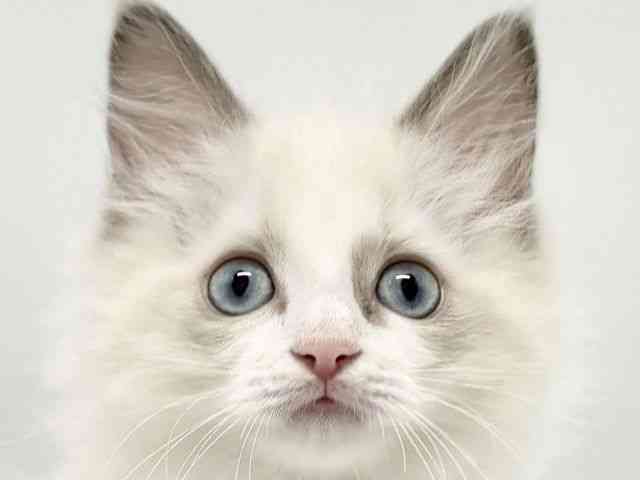 大阪府のラグドール (ひごペットフレンドリーイオンタウン豊中庄内店/2025年12月14日生まれ/男の子/ブルーポイントバイカラー)の子猫の1枚目の画像