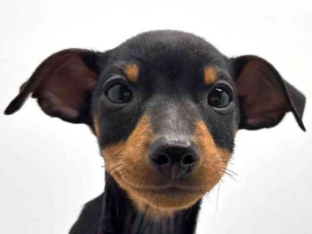 奈良県のミニチュアピンシャー (ひごペットフレンドリー田原本店/2025年12月7日生まれ/男の子/ブラックタン)の子犬の1枚目の画像