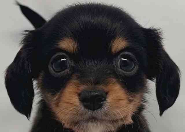 鳥取県のチワックス(チワワ×ダックス) (ひごペットフレンドリーイオンモール鳥取北店/2025年12月16日生まれ/女の子/ブラックタン)の子犬の1枚目の画像