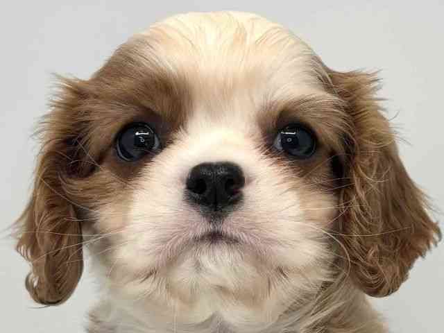 大阪府のキャバリアキングチャールズスパニエル (ひごペットフレンドリーセブンパーク天美店/2025年12月18日生まれ/男の子/ブレンハイム)の子犬