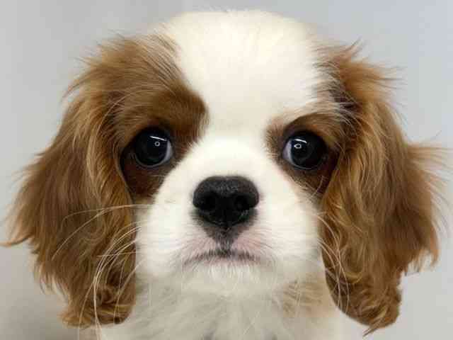 大阪府のキャバリアキングチャールズスパニエル (ひごペットフレンドリーセブンパーク天美店/2025年12月18日生まれ/男の子/ブレンハイム)の子犬の1枚目の画像