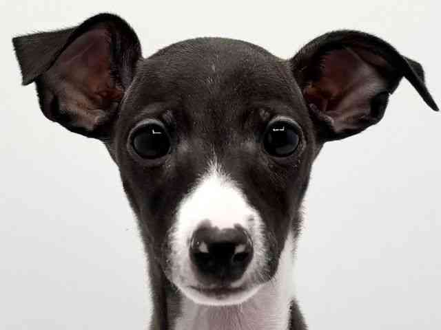 大阪府のイタリアングレーハウンド (ひごペットフレンドリーみのおキューズモール店/2025年12月15日生まれ/男の子/シールホワイト)の子犬の1枚目の画像