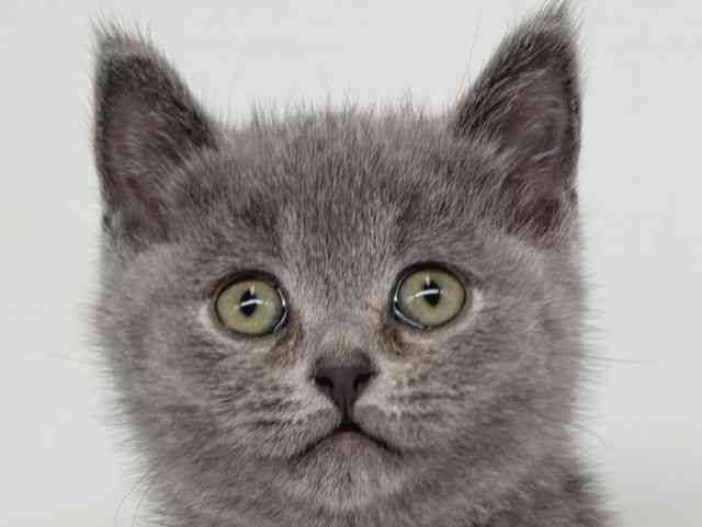 大阪府のブリティッシュショートヘアー (ひごペットフレンドリー瓜破店/2025年12月17日生まれ/男の子/ブルー)の子猫の1枚目の画像