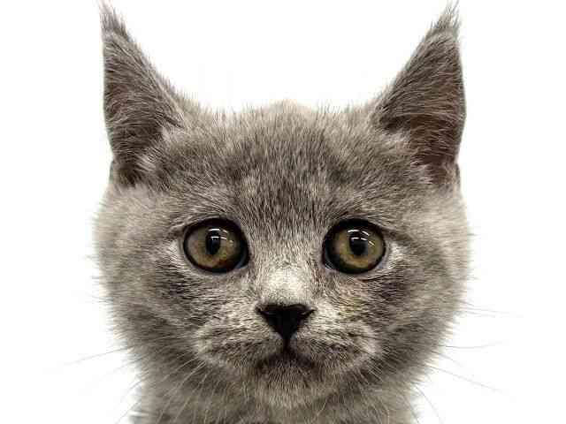 大阪府のブリティッシュショートヘアー (ひごペットフレンドリーイオンタウン茨木太田店/2025年12月17日生まれ/男の子/ブルー)の子猫の1枚目の画像