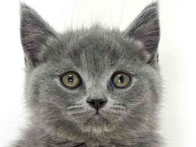 大阪府のブリティッシュショートヘアー (ひごペットフレンドリーいこらもーる泉佐野店/2025年12月17日生まれ/女の子/ブルー)の子猫の1枚目の画像