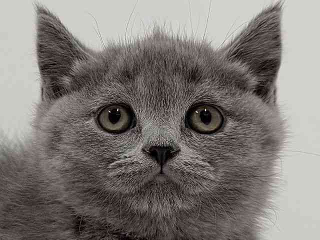 奈良県のブリティッシュショートヘアー (ひごペットフレンドリーイオンモール橿原ウエスト・ビレッジ店/2025年12月17日生まれ/女の子/ブルー)の子猫の1枚目の画像