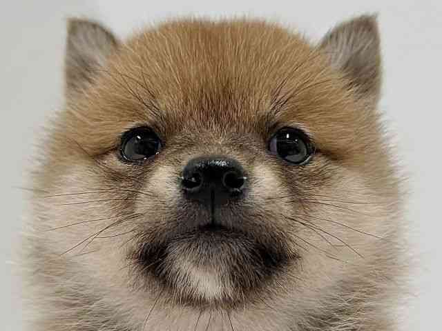 奈良県の柴犬(標準サイズ) (ひごペットフレンドリーイオンモール橿原ウエスト・ビレッジ店/2025年12月20日生まれ/女の子/赤)の子犬の1枚目の画像