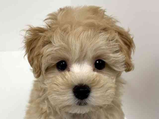 愛知県のマルプー(マルチーズ×プードル) (ひごペットフレンドリーイトーヨーカドー知多店/2025年12月19日生まれ/女の子/アプリコット)の子犬の1枚目の画像