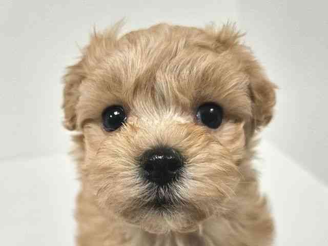 愛知県のマルプー(マルチーズ×プードル) (ひごペットフレンドリーイトーヨーカドー知多店/2025年12月19日生まれ/女の子/アプリコット)の子犬の1枚目の画像