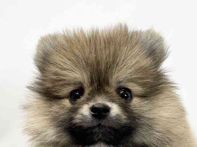 愛媛県のポメラニアン (ひごペットフレンドリーイオンモール今治新都市店/2025年12月20日生まれ/女の子/オレンジ)の子犬の1枚目の画像