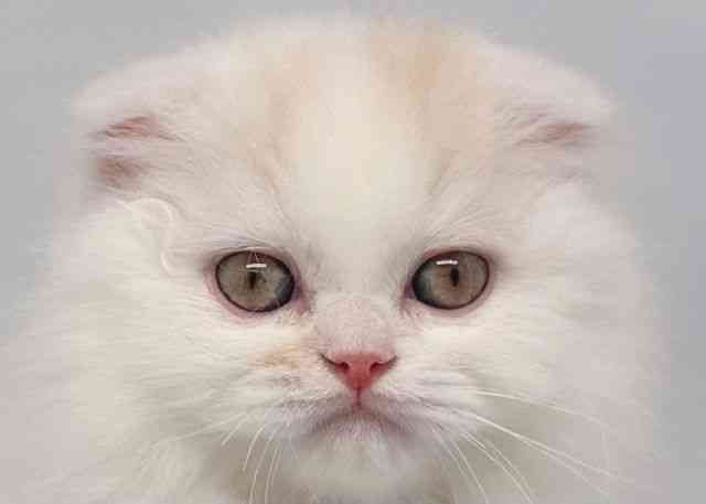 鳥取県のスコティッシュフォールド (ひごペットフレンドリーイオンモール鳥取北店/2025年12月20日生まれ/男の子/クリームホワイト)の子猫