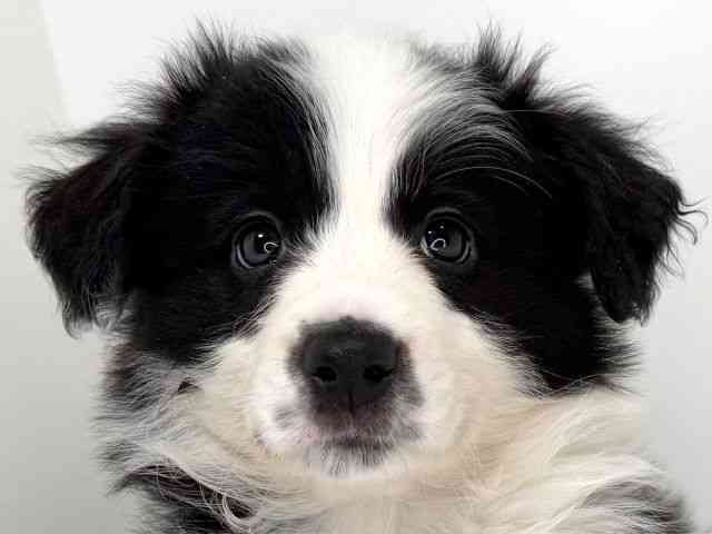 兵庫県のボーダーコリー (ひごペットフレンドリーイトーヨーカドー明石店/2025年12月16日生まれ/女の子/ブラックホワイト)の子犬の1枚目の画像