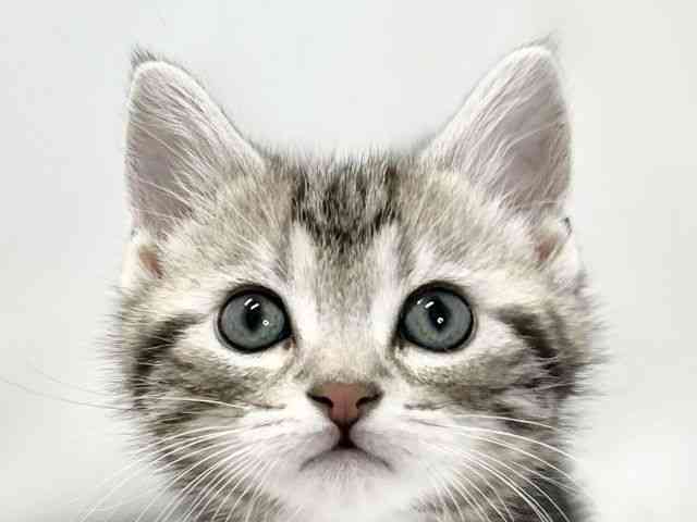 愛媛県のアメリカンショートヘアー (ひごペットフレンドリーイオンモール今治新都市店/2025年12月20日生まれ/男の子/シルバータビー)の子猫の1枚目の画像