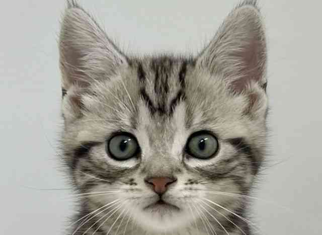 大阪府のアメリカンショートヘアー (ひごペットフレンドリーアクロスプラザ住之江店/2025年12月20日生まれ/男の子/シルバータビー)の子猫の1枚目の画像